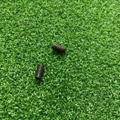 Toro Screw 3245-9